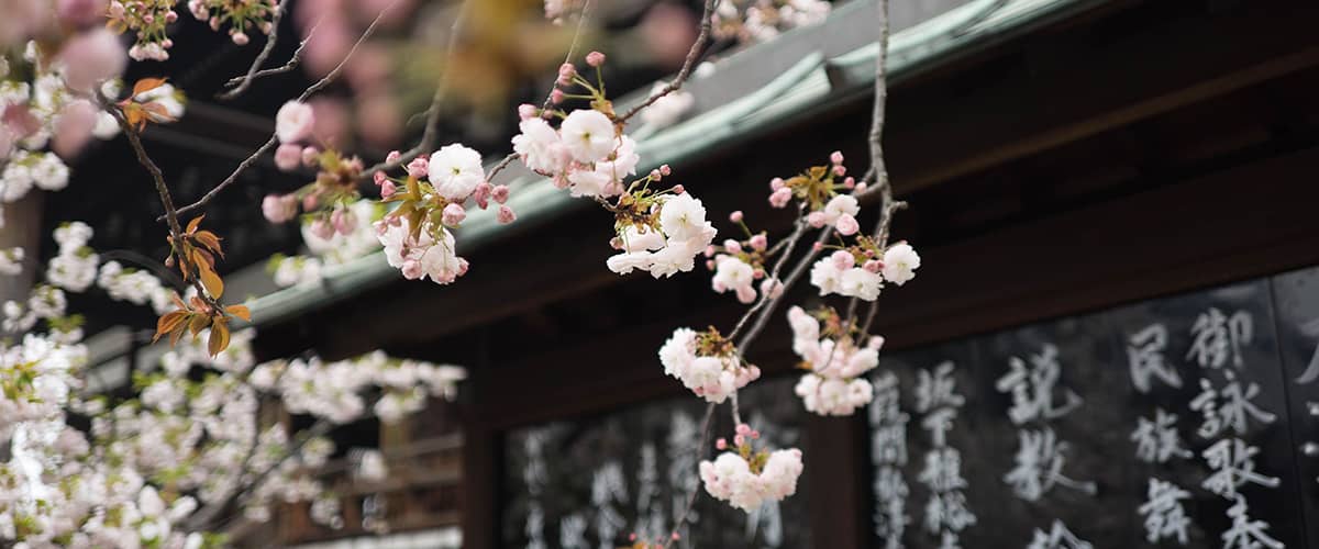partire a aprile: sakura in Giappone