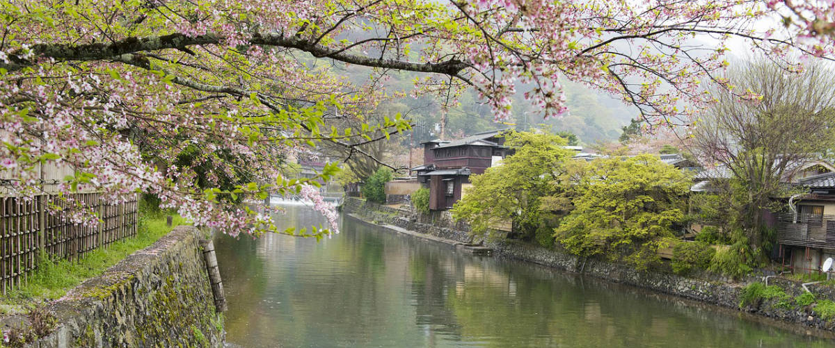 Fioritura dei ciliegi a Kyoto - foto di mkitina4
