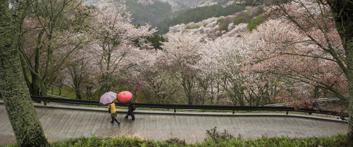 Sakura a Yoshinoyama, foto di Kanenori
