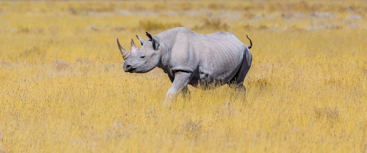 Rinoceronte nella savana