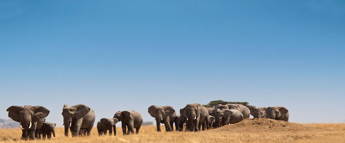 Elefanti durante il safari