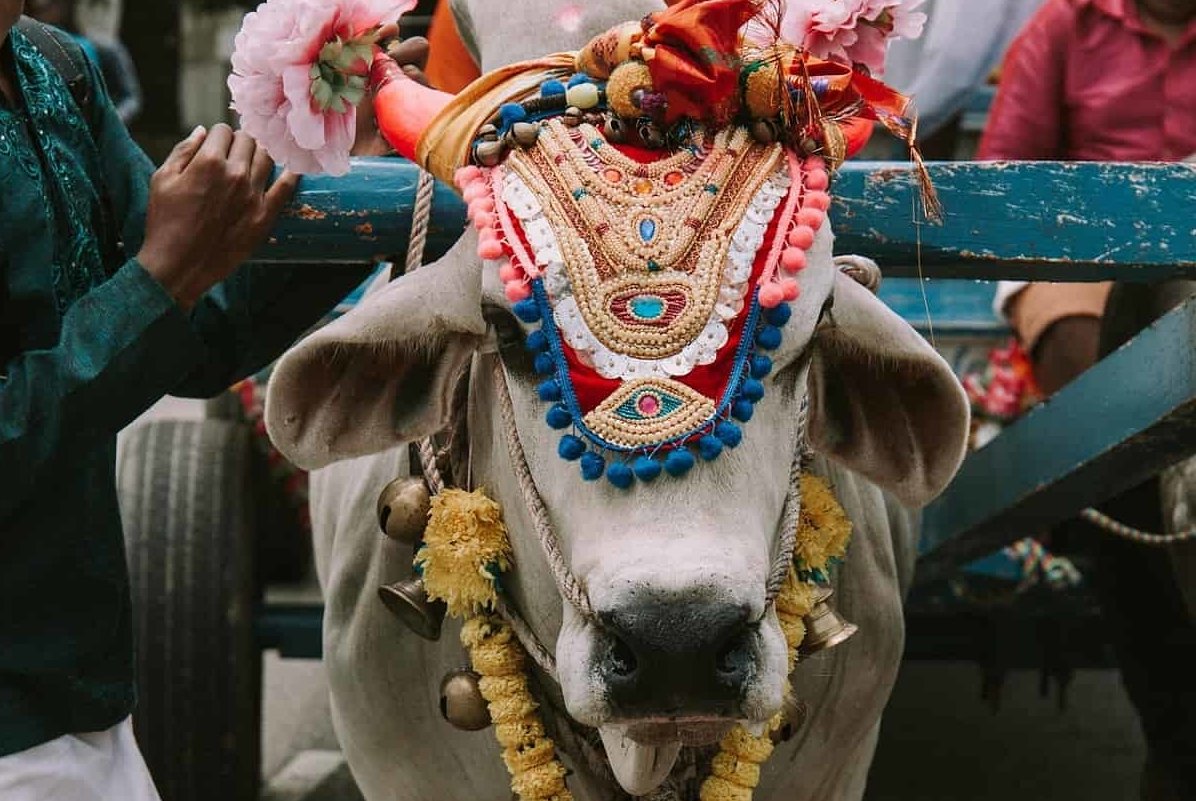 Risultato immagini per vacche sacre india