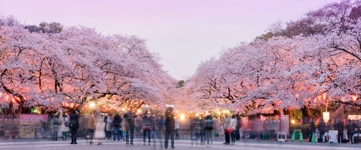 I 5 posti migliori per la fioritura dei ciliegi a Tokyo - Il filo di Nicky